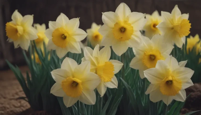 Everything You Need to Know About Growing and Caring for Daffodils