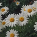 Enhance Your Garden with Daisy-Like Flowers: 13 Stunning Plant Options