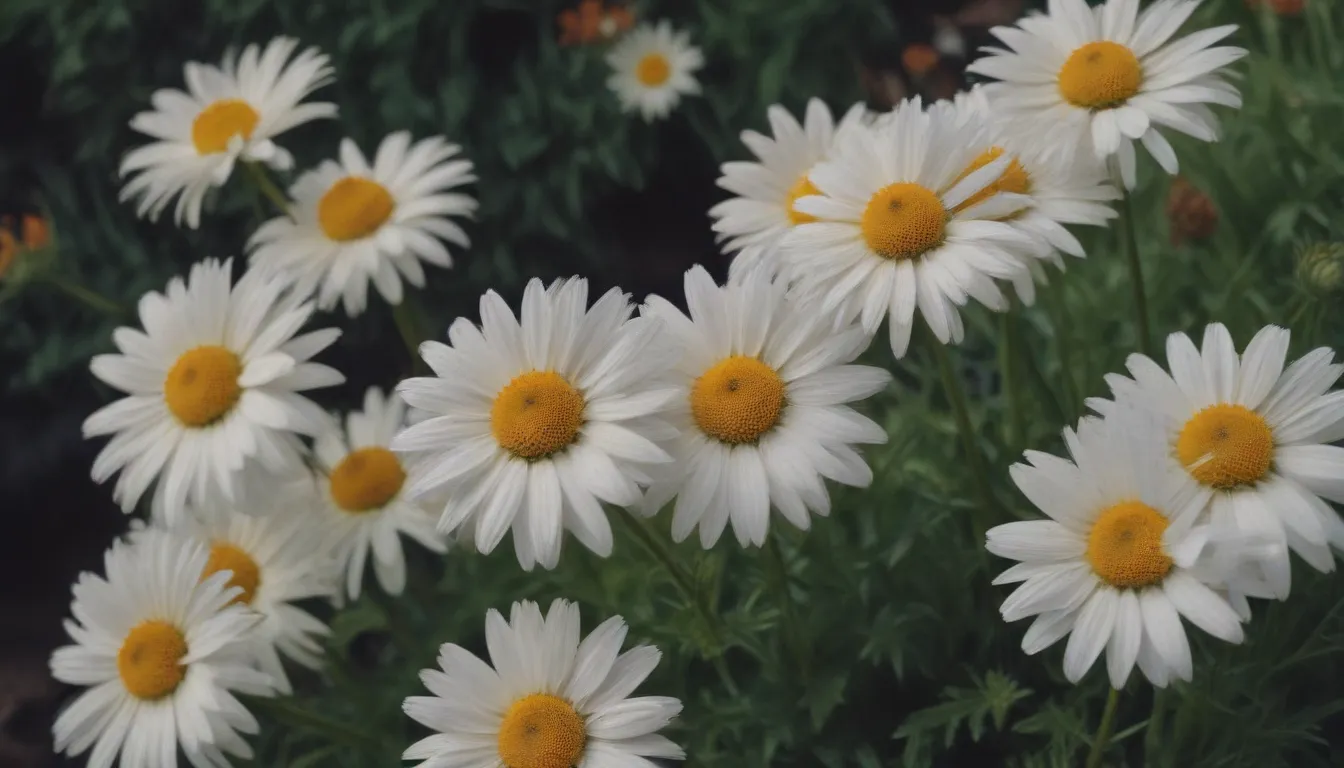 Enhance Your Garden with Daisy-Like Flowers: 13 Stunning Plant Options