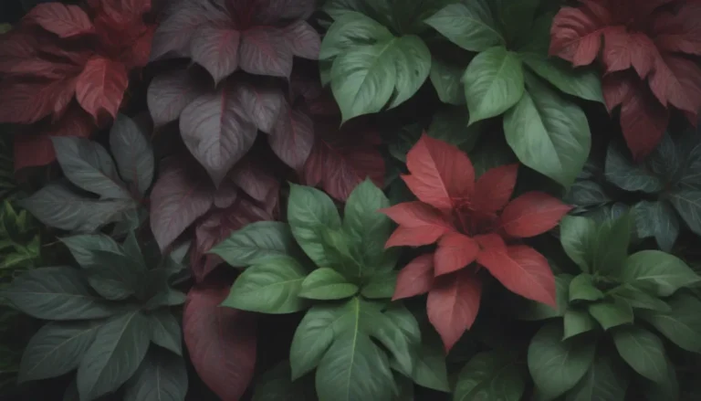 Enhance Your Indoor Plant Collection with 47 Stunning Plants Featuring Red and Green Leaves