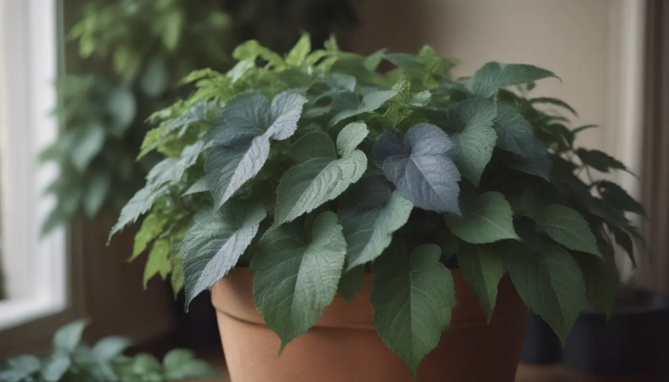 A Complete Guide to Growing and Caring for Plectranthus Plants