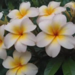 Ultimate Guide: Growing and Caring for Plumeria Flowers