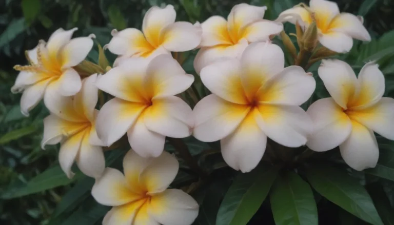 Ultimate Guide: Growing and Caring for Plumeria Flowers