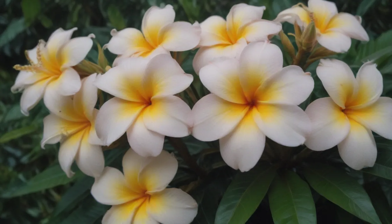 Ultimate Guide: Growing and Caring for Plumeria Flowers