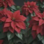 The Ultimate Guide to Poinsettia Care: Tips, Tricks, and More