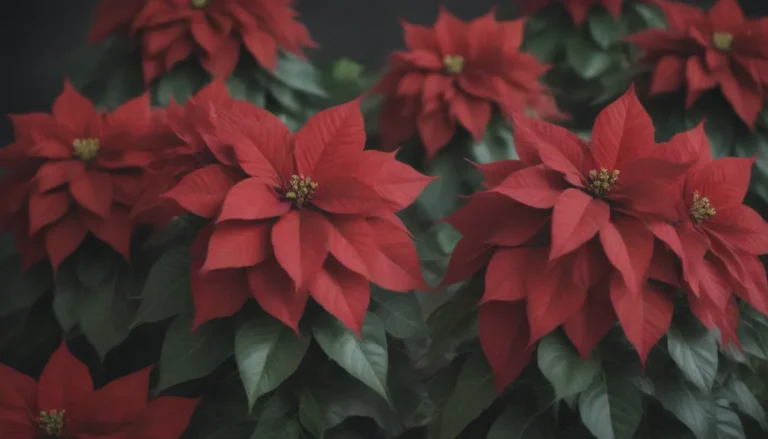 The Ultimate Guide to Poinsettia Care: Tips, Tricks, and More