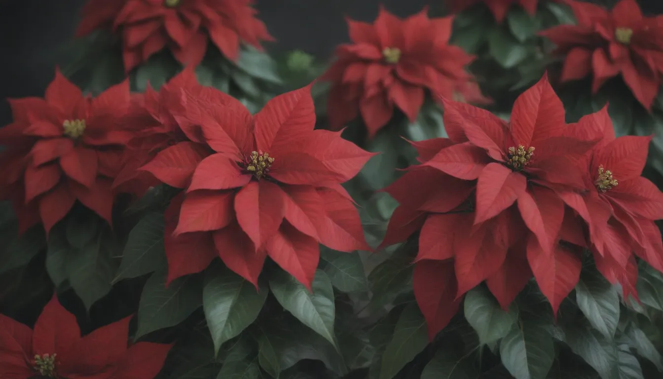 The Ultimate Guide to Poinsettia Care: Tips, Tricks, and More