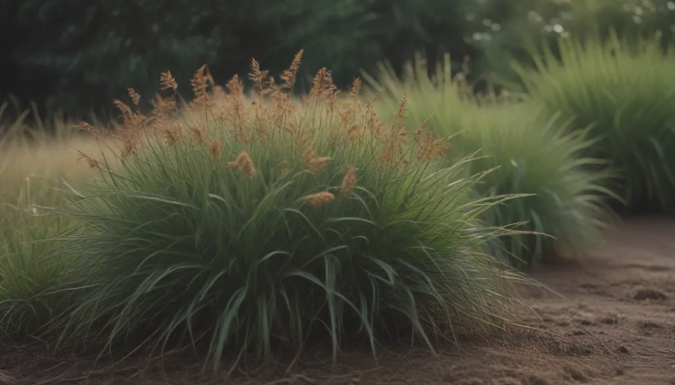 Sedge Plants: A Complete Guide for Ornamental Gardeners