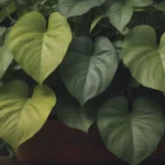 Understanding Why Your Pothos Leaves are Turning Yellow