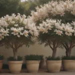 Comprehensive Guide: Growing Potted Magnolia Trees