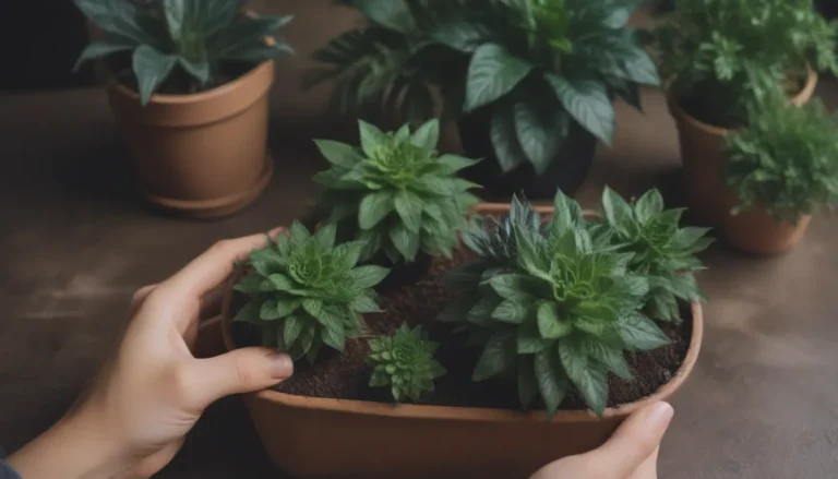 Ultimate Guide to Potting Soil for Indoor Plants and Container Plants