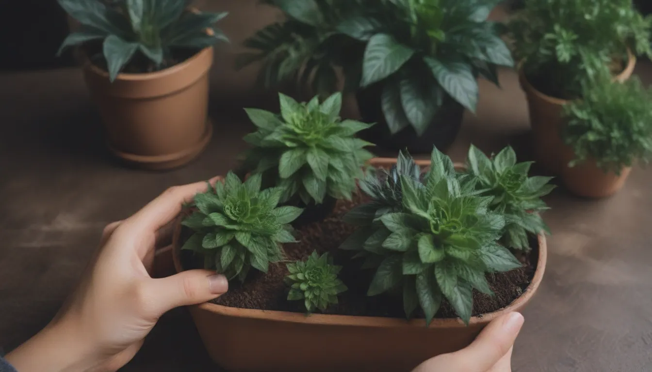 Ultimate Guide to Potting Soil for Indoor Plants and Container Plants