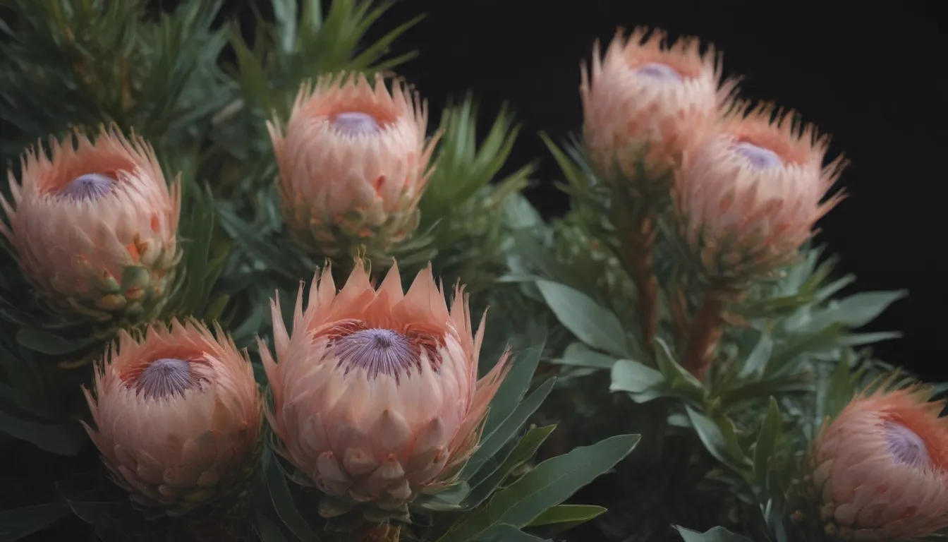 The Ultimate Guide to Growing and Caring for Protea Plants