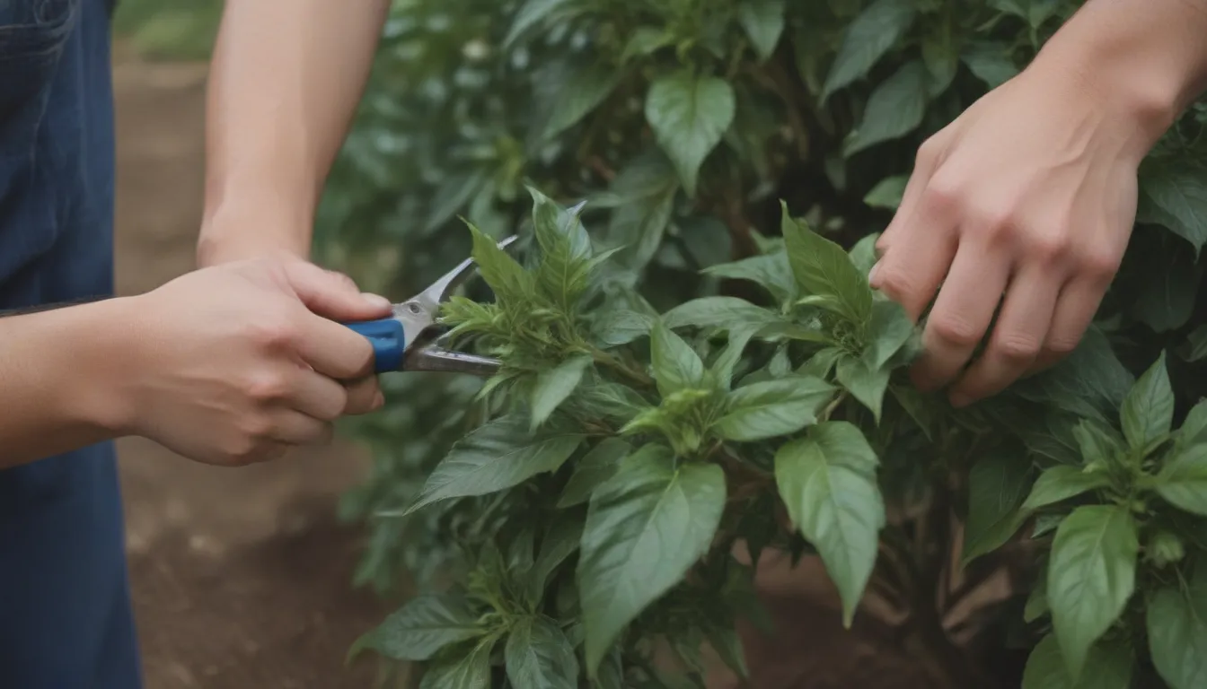 Pruning Pepper Plants: The Key to a Bountiful Harvest