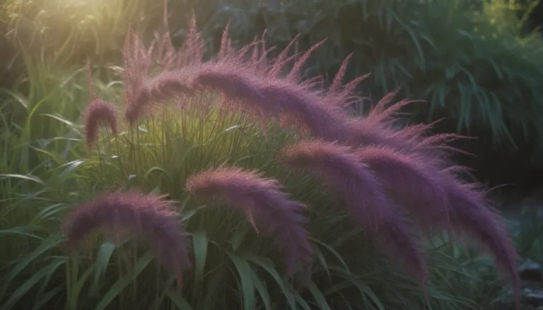 Everything You Need to Know About Growing and Caring for Purple Fountain Grass