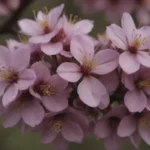 A Complete Guide to Growing and Caring for Purple Leaf Sand Cherry