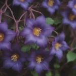 The Ultimate Guide to Growing and Caring for Purple Passion Vine