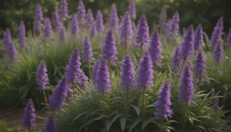 Embrace the Beauty of Purple Perennial Flowers in Your Garden