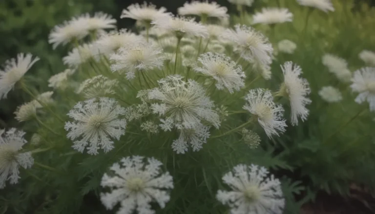 The Ultimate Guide to Growing and Caring for Queen Anne’s Lace