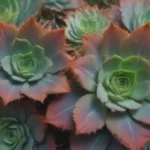 The Ultimate Guide to Growing and Caring for Rainbow Elephant Bush Succulents