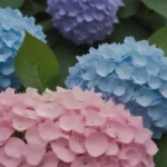 Hydrangea Care Guide: How to Prevent and Fix Wilting Issues