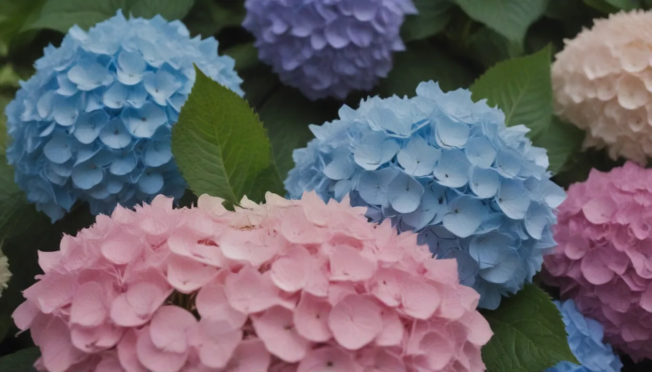 Hydrangea Care Guide: How to Prevent and Fix Wilting Issues