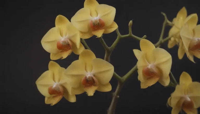 Common Reasons Behind Yellow Orchid Stems: A Comprehensive Guide