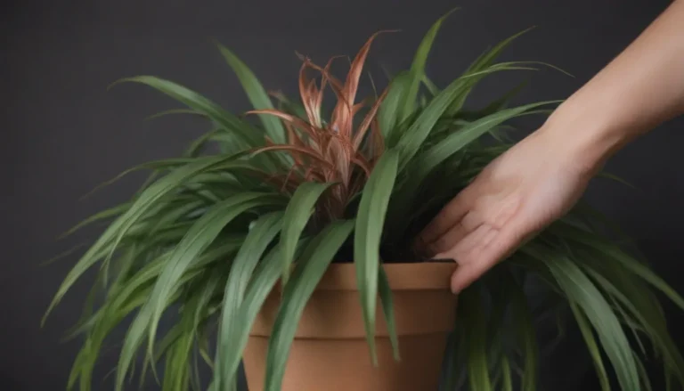 Troubleshooting Brown Leaf Tips on Your Spider Plant: A Comprehensive Guide