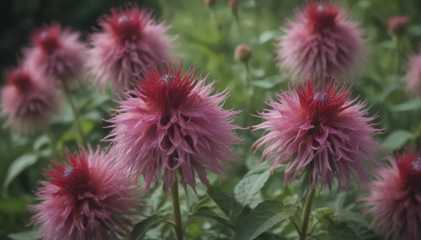 Everything You Need to Know About Growing and Caring for Bee Balm