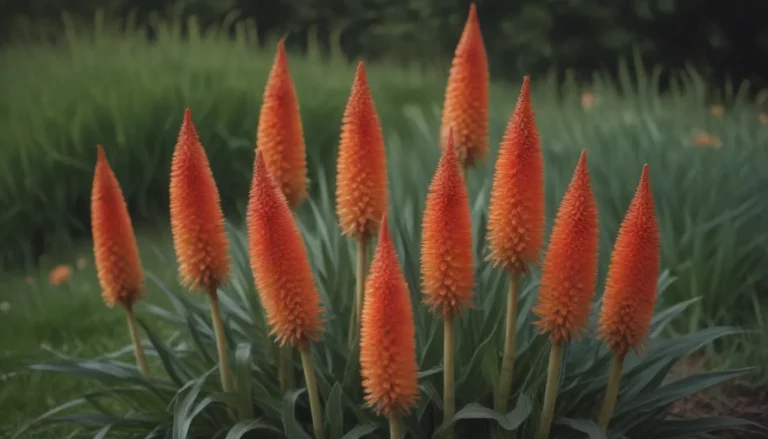 The Ultimate Guide to Growing and Caring for Red Hot Poker Plants