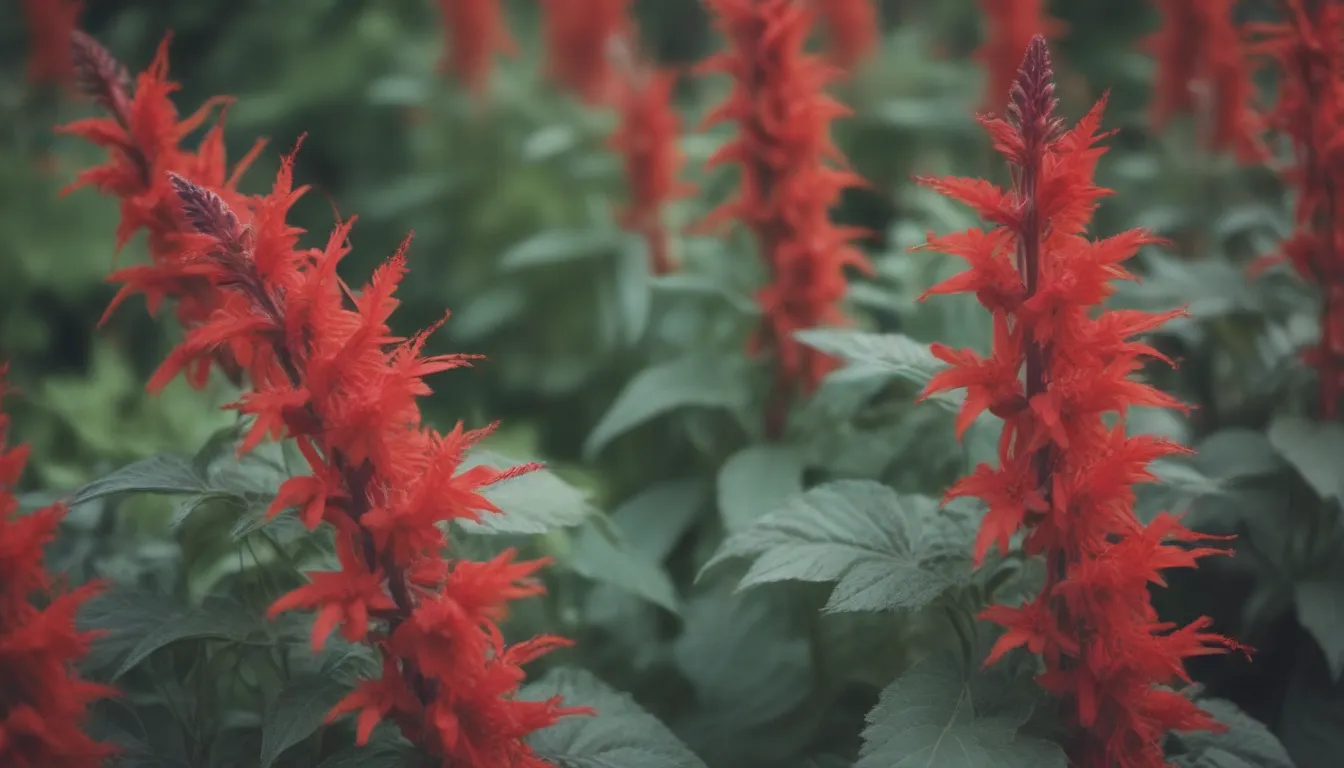 A Complete Guide to Growing Red Salvia in Your Garden