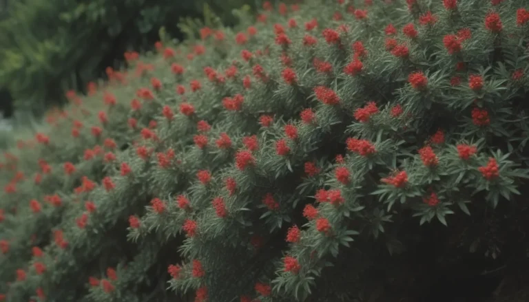 How to Grow and Care for Rockspray Cotoneaster: A Comprehensive Guide