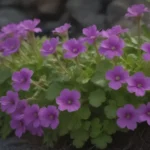 Dive into the World of Rock Cress: A Complete Guide to Growing and Caring for this Charming Perennial