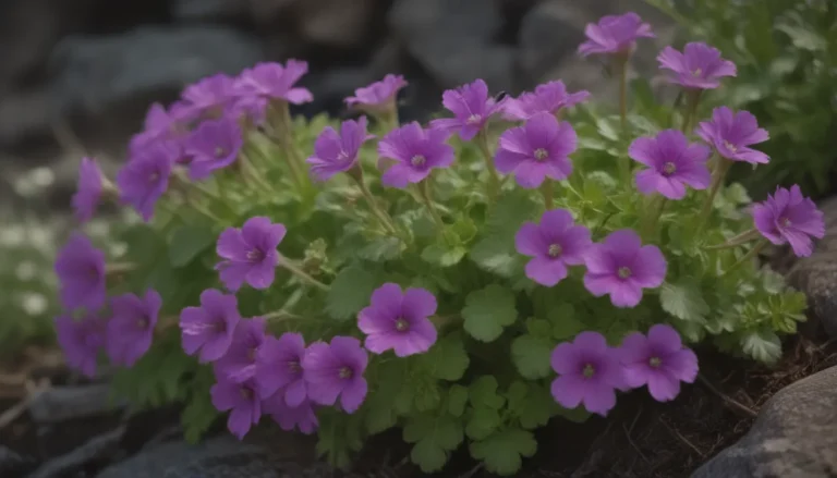 Dive into the World of Rock Cress: A Complete Guide to Growing and Caring for this Charming Perennial