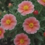 The Ultimate Guide to Growing and Caring for Rockrose