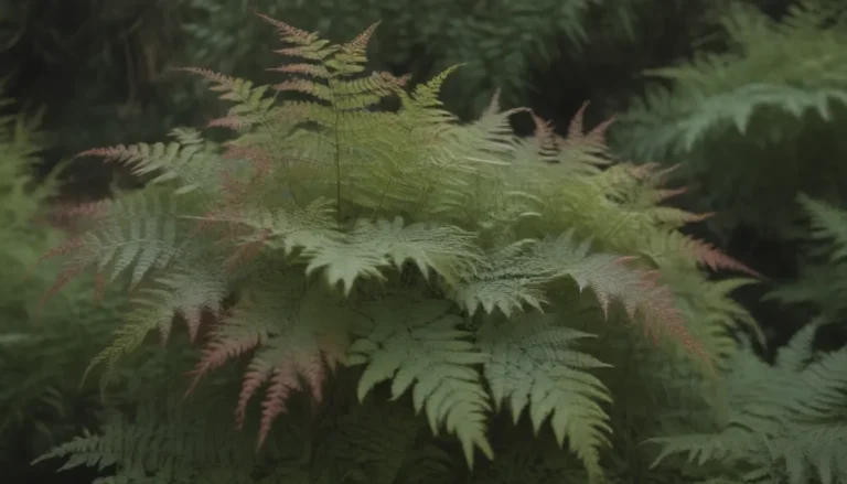 A Comprehensive Guide to Growing and Caring for Rosy Maidenhair Ferns