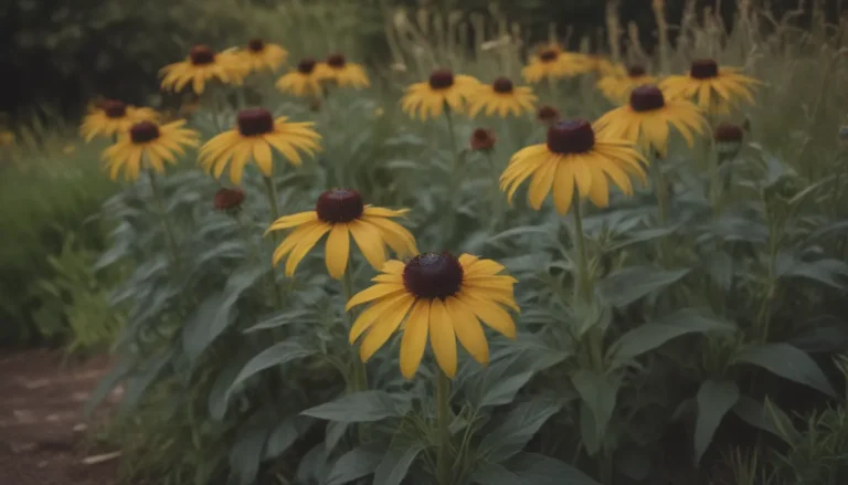 The Ultimate Guide to Rudbeckia Varieties for Your Garden