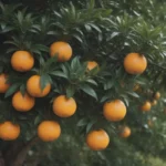 How to Grow and Care for a Satsuma Orange Tree