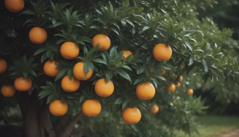 How to Grow and Care for a Satsuma Orange Tree