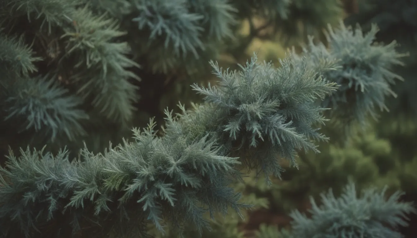 Everything You Need to Know About Growing and Caring for Sea Green Juniper