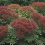 The Ultimate Guide to Sedum (Stonecrop) Varieties as Ground Cover Plants