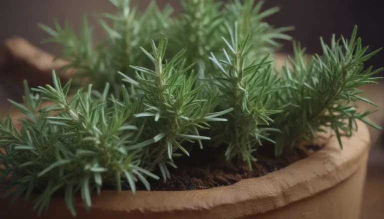 How to Successfully Grow Rosemary From Seed: A Comprehensive Guide