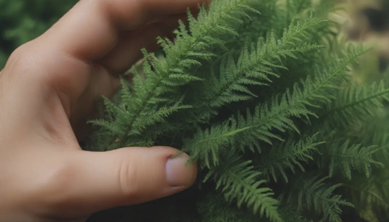 Everything You Need to Know About Selaginella Kraussiana: The Ultimate Care Guide for Beginners