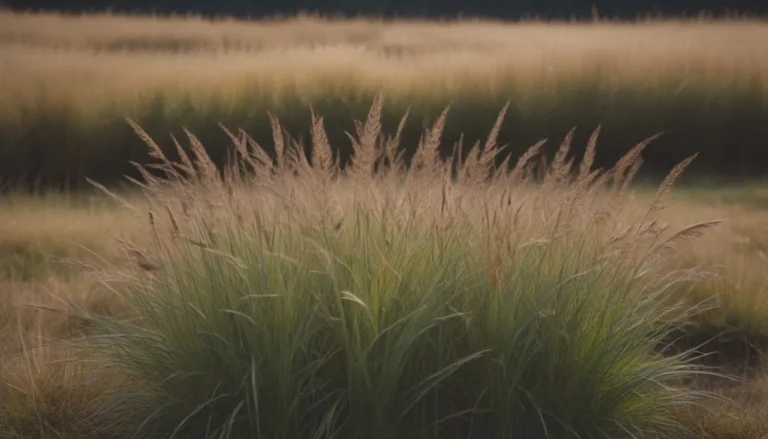 Ultimate Guide to Growing and Caring for Autumn Moor Grass (Sesleria autumnalis)