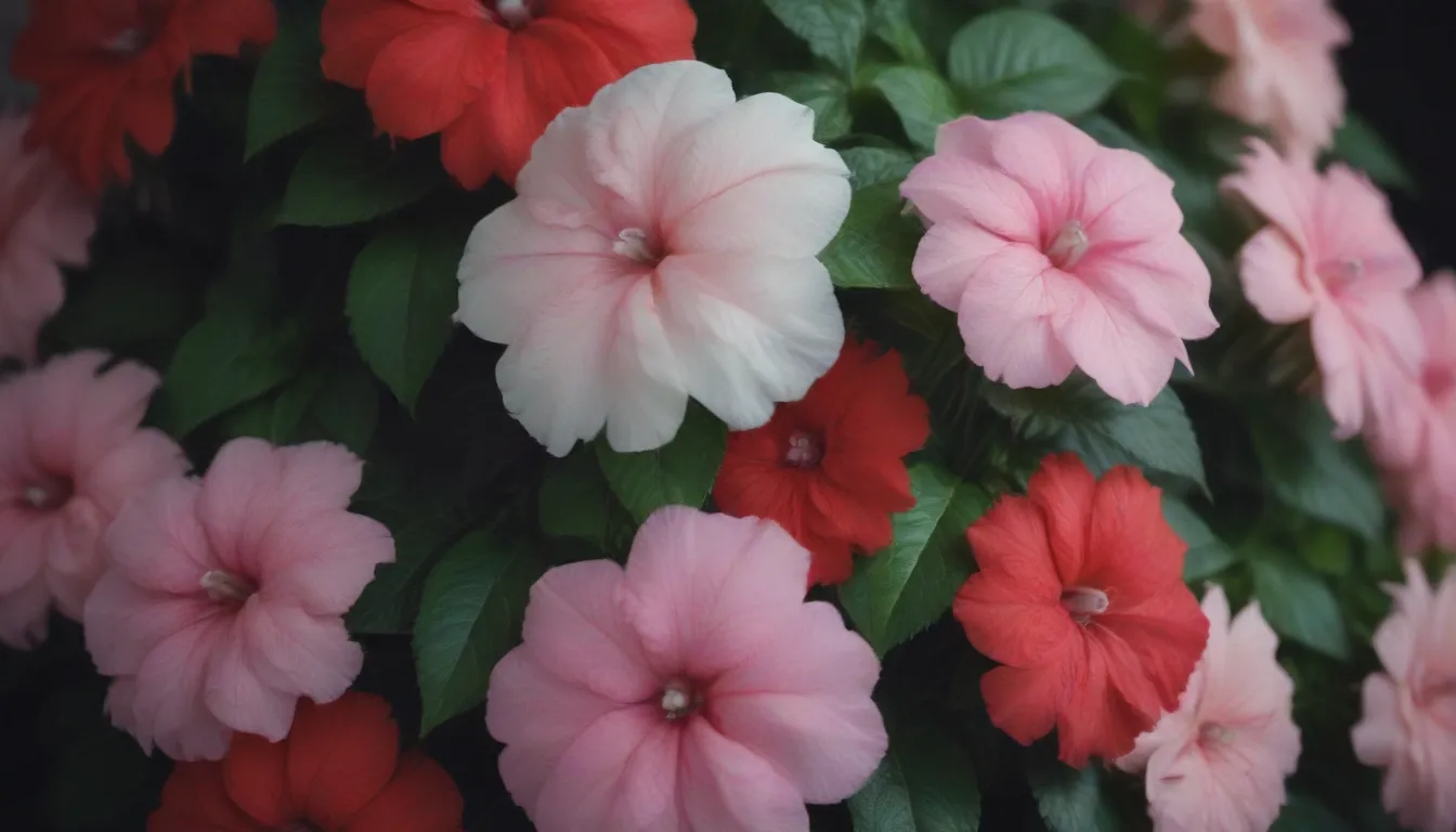 Everything You Need to Know About Growing and Caring for Impatiens