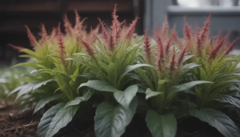 Signs Your Plants Are Too Cold: How to Identify, Prevent, and Treat Cold Shock