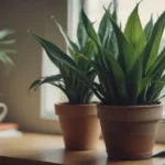 A Guide on Encouraging Your Indoor Snake Plant to Bloom