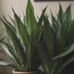 Everything You Need to Know to Grow and Care for Snake Plants