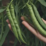 Ultimate Guide to Growing and Caring for Snap Peas