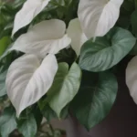 Snow Queen Pothos: A Comprehensive Guide to Growing and Caring for this Stunning Houseplant